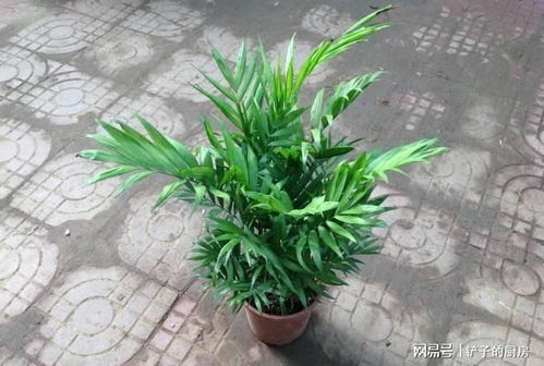 袖珍椰子夏季怎么浇水？水分过多会导致烂根哦