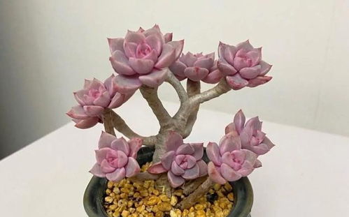 花卉缺水，如何快速判断