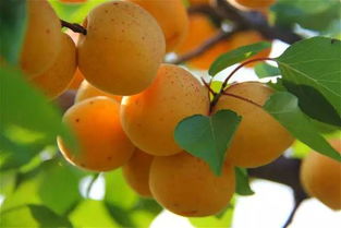 山杏种子的奇妙之旅：播种的等待游戏