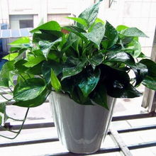 室内空气净化，这些绿色盆栽来帮忙！