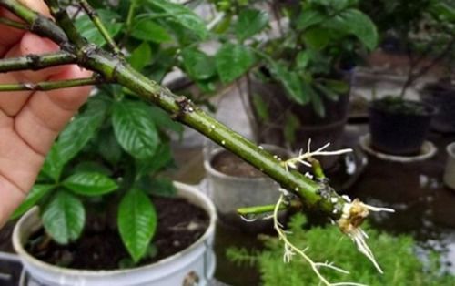 选择枝条与季节