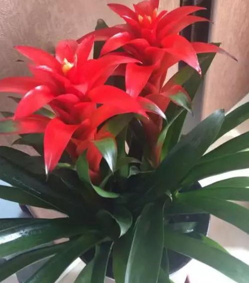 鸿运当头花如何在家养护才能保持其鲜艳色彩和旺盛生长