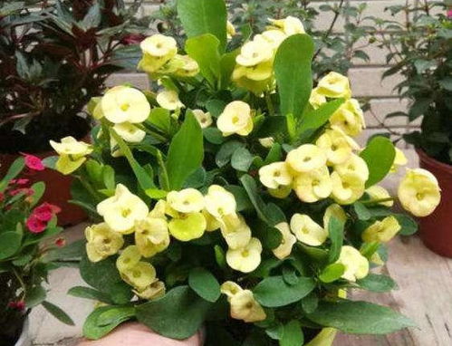 何时给虎刺梅修剪？春天还是秋天