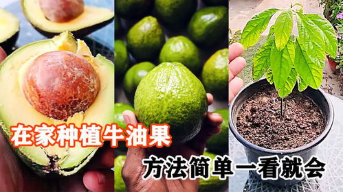 牛油果核别扔！在家种盆栽