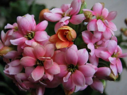 探寻南阳欧月基质加仑盆花的批发价格