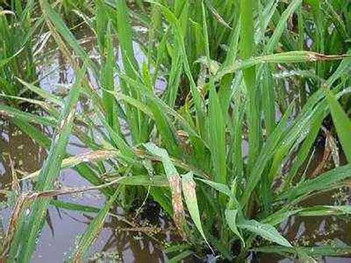 作物上的真菌病害难题多，氟环唑与戊唑醇来帮忙！