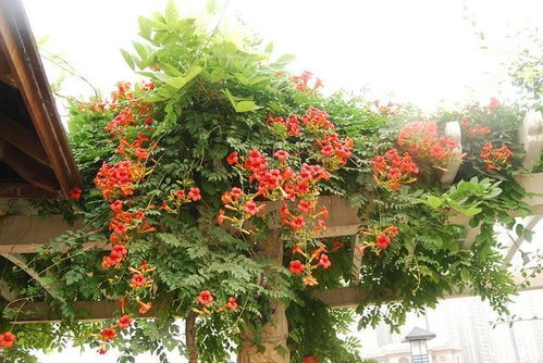 凌霄花的成长记