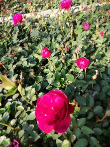 修剪前的注意事项