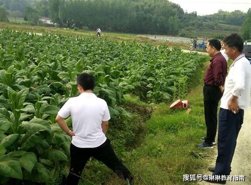 红稚莲与马库斯种植差异解析：农业种植技巧大揭秘