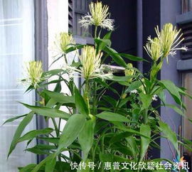 富贵竹杆子萎缩怎么办？试试这些方法