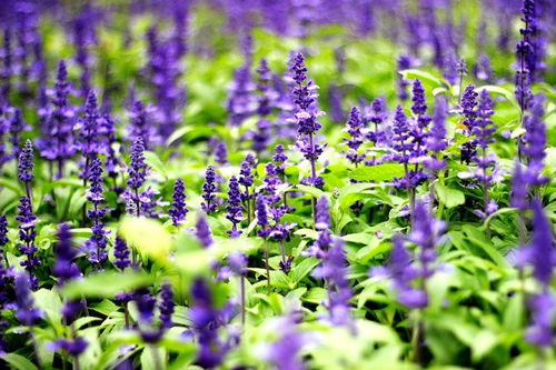 蓝花鼠尾草种植要点：了解其生长习性