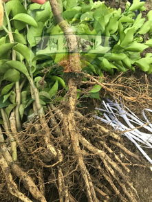 四川南充柿子树格、 新品种柿子树育苗基地