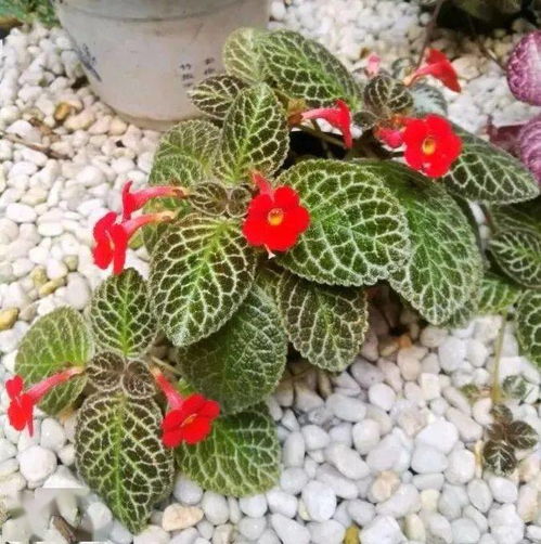 盘点五月适合种植的耐阴花卉