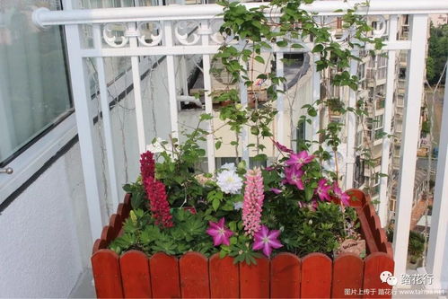 小角落大乾坤， 阳台养花乐无穷