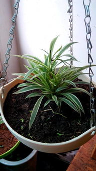 吊兰的药用价值