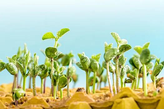 秋播对照表，你准备好了吗？