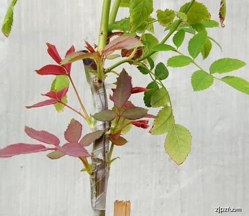 嫁接苗：巧手变大树