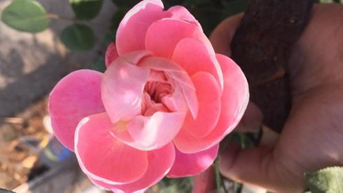 施肥也要有讲究