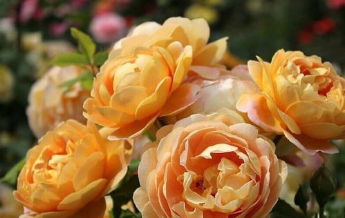 黄金庆典月季的美丽之处