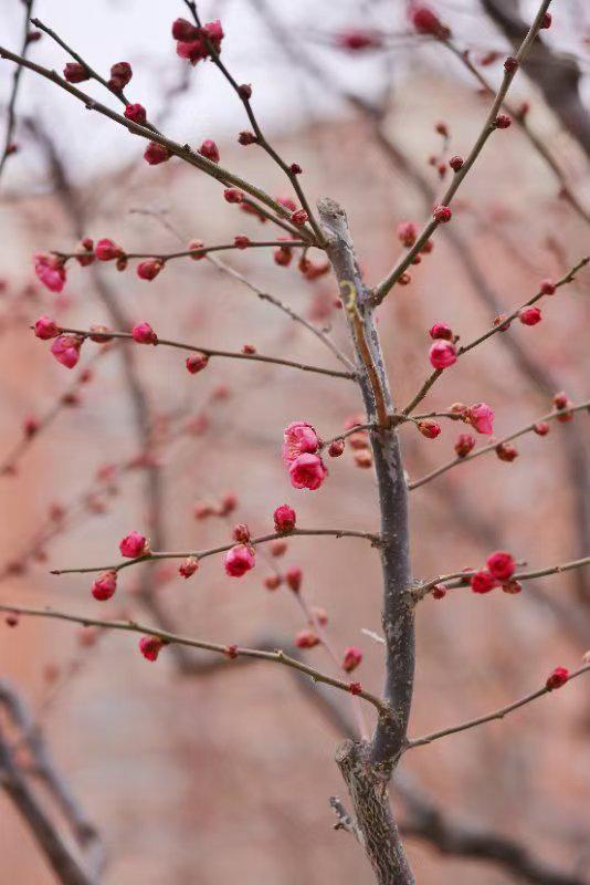 冬季梅花剪枝，如何保留花蕾绽放的秘密