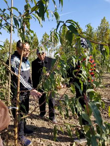 苹果树种植过程中，如何提高果实品质和产量