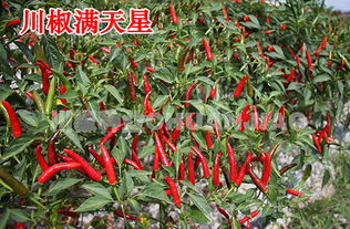 朝天椒种植需在春季播种，采用育苗移栽法