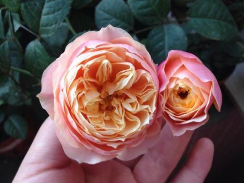 九月是养月季的好时候