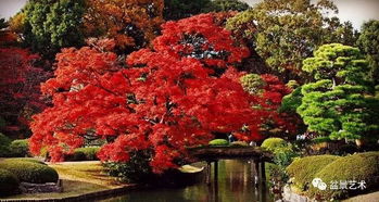 枫树在园林中的应用：美如画的自然风景