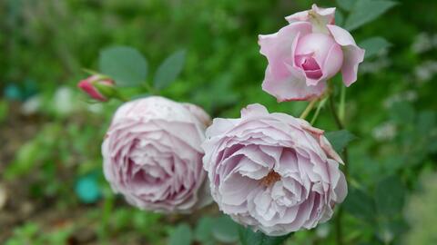 花期：花开花落， 犹如天使降临