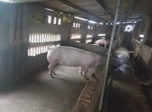 母猪产过一两窝后不再发情的原因是什么？