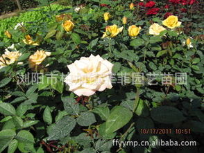 闪耀年华月季/钻石日活动大揭秘