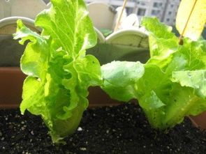 飞燕草种子的播种方法