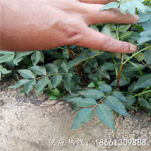 大黄药用价值高，人工种植技术指南