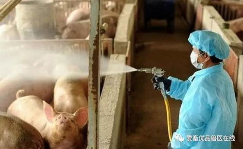 猪场高压枪消毒操作细节及注意事项有哪些？