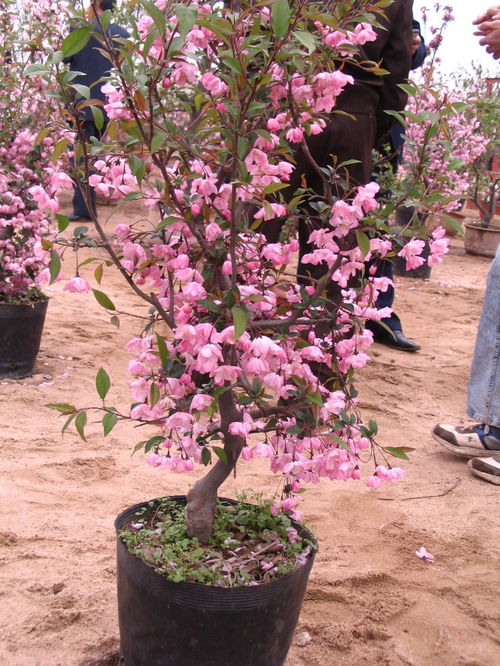 垂丝海棠黄叶急救攻略，叶子枯萎救星！