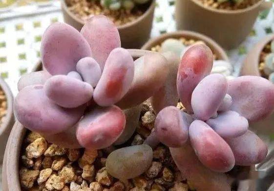 冬季下雨肉肉怎么养护？如何避免叶片腐烂