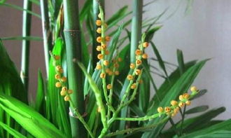 竹米VS杂草籽对比表