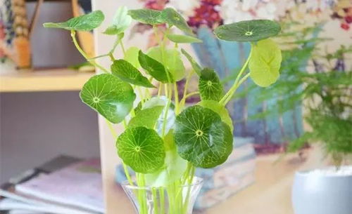 水培带泥土养花，如何避免植物烂根