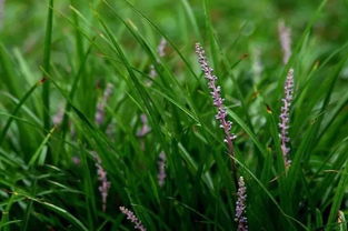 书带草：大自然中的绿色精灵