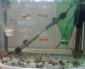 养小鱼苗的小窍门，花盆里也嫩成鱼池哦！