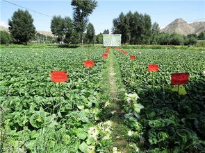 水分管理的黄金比例