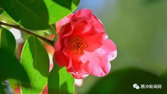 腾冲红花油茶开花的季节