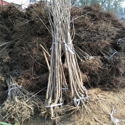 黑松树的价值：不仅仅是绿色