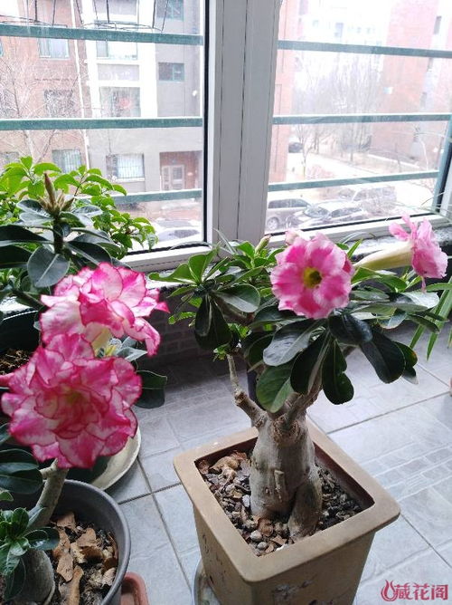 野蔷薇的故事，嫁接的传奇