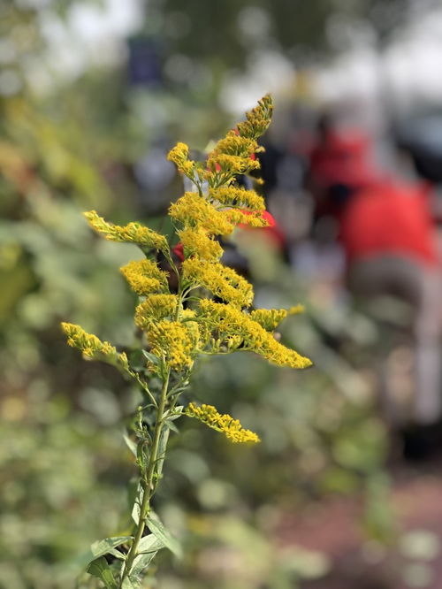 黄色和紫色，花儿会不会有秘密