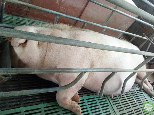 缩宫素用对了吗？用不好会要了猪命