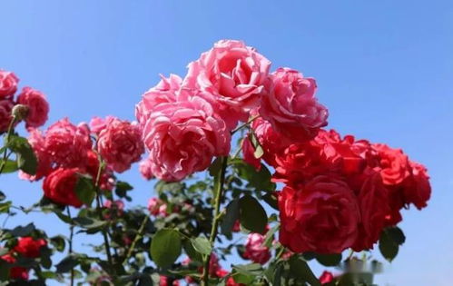 月季花儿hen养眼