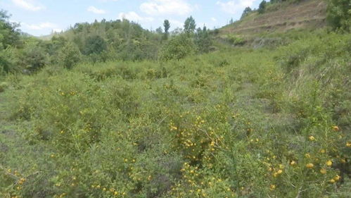 生态林适宜开发为果树种植区吗？