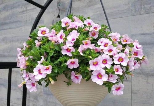 二、养花细节要留心