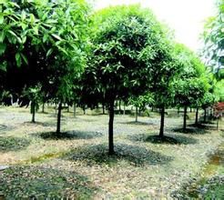 桂花的土壤要求